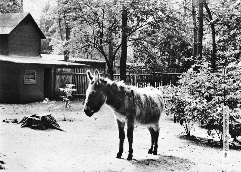 Tierpark Eberswalde, Esel - 1966