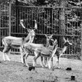 Tierpark Eberswalde, Damwild - 1966