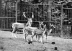 Tierpark Eberswalde, Damwild - 1966