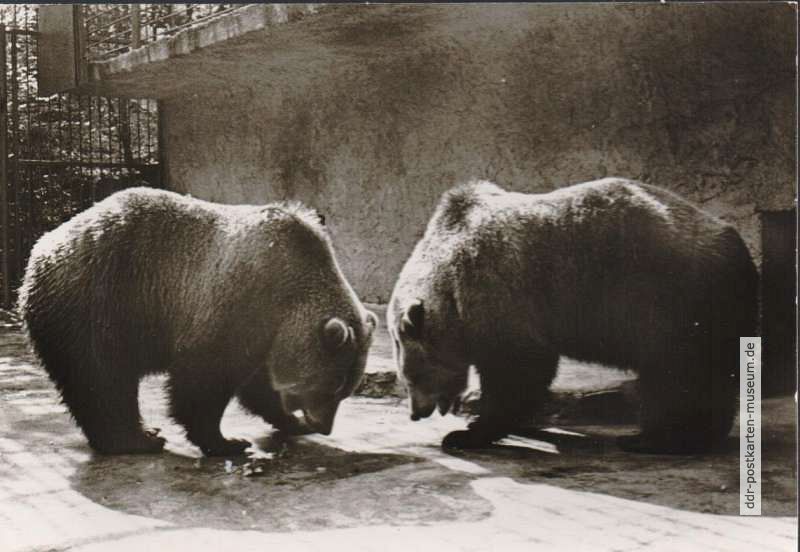 Tierpark Eberswalde, Braunbären - 1981