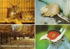 Tierpark Karl-Marx-Stadt - Sibirischer Luchs, Bisamratte, Wildpferde und Ohrfasan - 1988