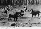 Wildgehege Moritzburg, Wildschweine - 1974