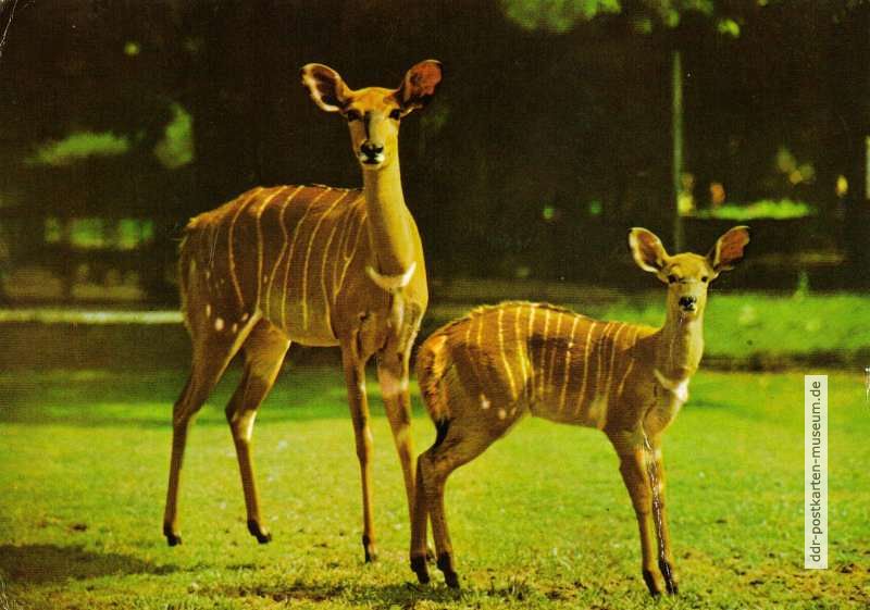 Zoologischer Garten Dresden, Nyala-Antilope mit Jungtier - 1979
