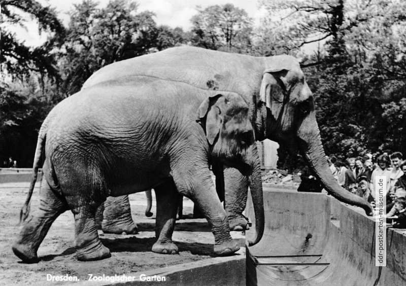 Zoologischer Garten Dresden, Elefanten im Freigehege - 1967