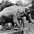 Zoologischer Garten Dresden, Elefanten im Freigehege - 1967