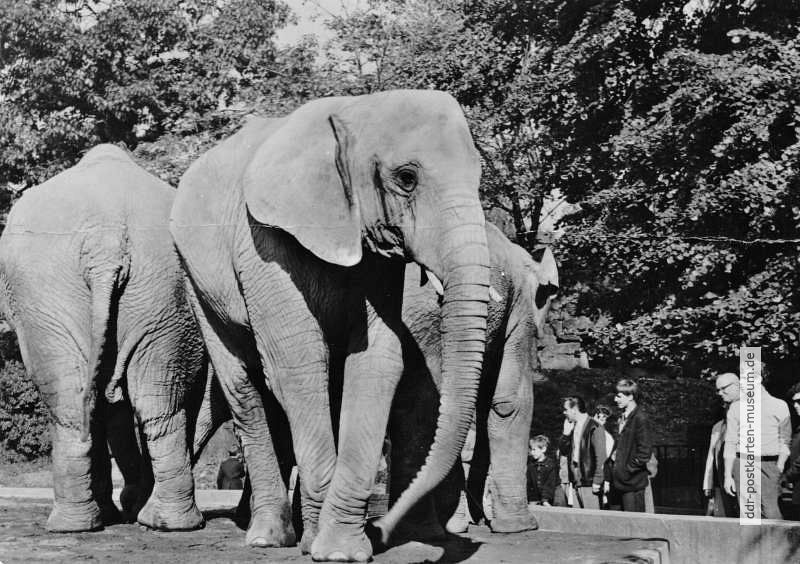 Zoologischer Garten Dresden, Afrikanische Elefanten - 1979