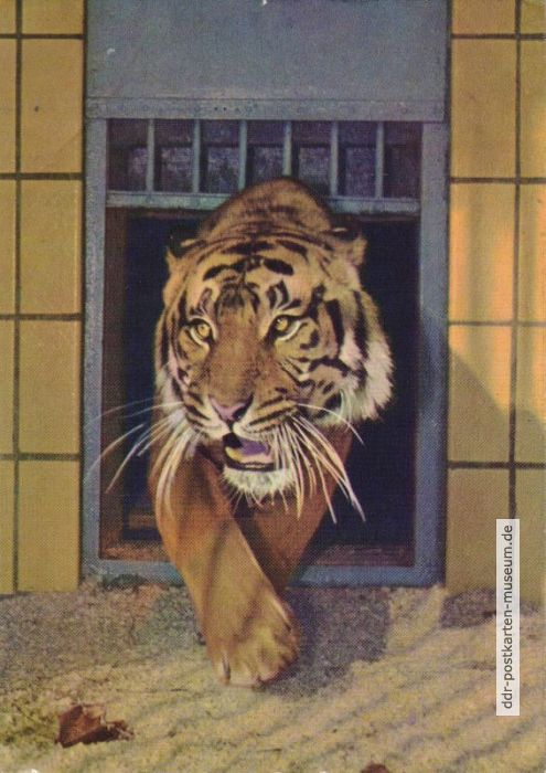 Zoologischer Garten Dresden, Siam-Tiger - 1964