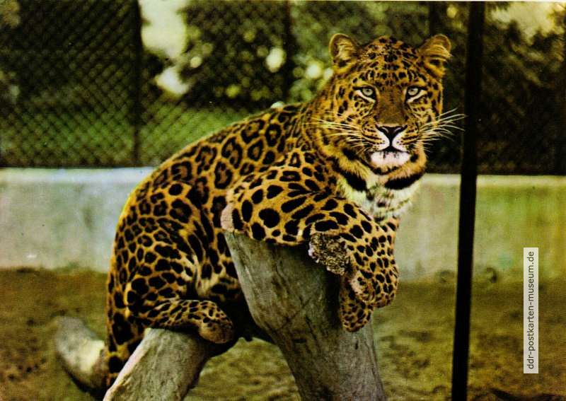 Zoologischer Garten Dresden, Nordchinesischer Leopard - 1973