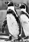 Zoologischer Garten Dresden, Humboldt-Pinguine - 1974