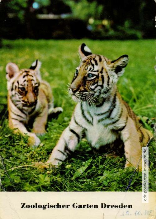 Zoologischer Garten Dresden, junge Bengal-Tiger - 1982