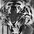 Zoologischer Garten Dresden, junger Siam-Tiger - 1968 / 1974