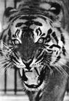 Zoologischer Garten Dresden, junger Siam-Tiger - 1968 / 1974