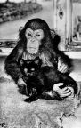 Zoologischer Garten Halle, junger Schimpanse mit Spielgefährtin - 1963