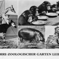 Superformat-Ansichtskarte vom Zoologischen Garten Leipzig - 1968