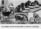 Superformat-Ansichtskarte vom Zoologischen Garten Leipzig - 1968