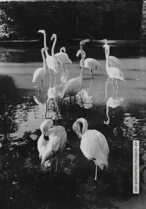 Zoologischer Garten Leipzig, Flamingos im Freigehege - 1959