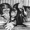 Zoologischer Garten Leipzig, Schimpansen beim Mittagessen - 1966