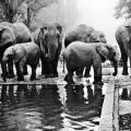 Zoologischer Garten Leipzig, Elefanten im Freigehege - 1972