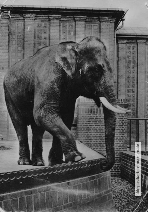 Zoologischer Garten Leipzig, Elefantenbulle "Con Voi Bon" aus Vietnam - 1960