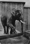 Zoologischer Garten Leipzig, Elefantenbulle "Con Voi Bon" aus Vietnam - 1960