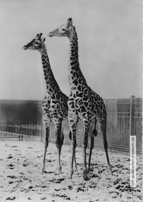 Zoologischer Garten Leipzig, Massai-Giraffen - 1962