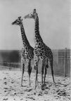 Zoologischer Garten Leipzig, Massai-Giraffen - 1962