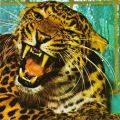 Zoologischer Garten Leipzig, Chinesischer Leopard - 1982
