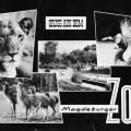 Gruß aus dem Magdeburger Zoo - 1963