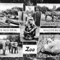 Superformat-Ansichtskarte vom Zoologischen Garten Magdeburg - 1968