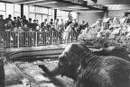 Zoologischer Garten Magdeburg, Elefanten im Bad - 1969