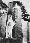 Zoologischer Garten Rostock, Eisbär im Freigehege - 1962 / 1977