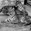 Zoologischer Garten Schwerin, Sibirischer Tiger - 1976