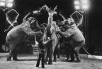 Staatszirkus der DDR, Helga & Siegfried Gronau mit Elefantendressur - 1984
