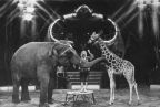 Staatszirkus der DDR, Lady Ros Dressurkombination Elefant-Giraffe-Hund - 1982