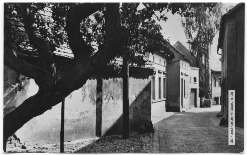 Fischerstraße mit Alter Linde - 1959